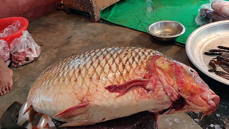 How Can We Differentiate Between Carp And Buffalo Fish 1