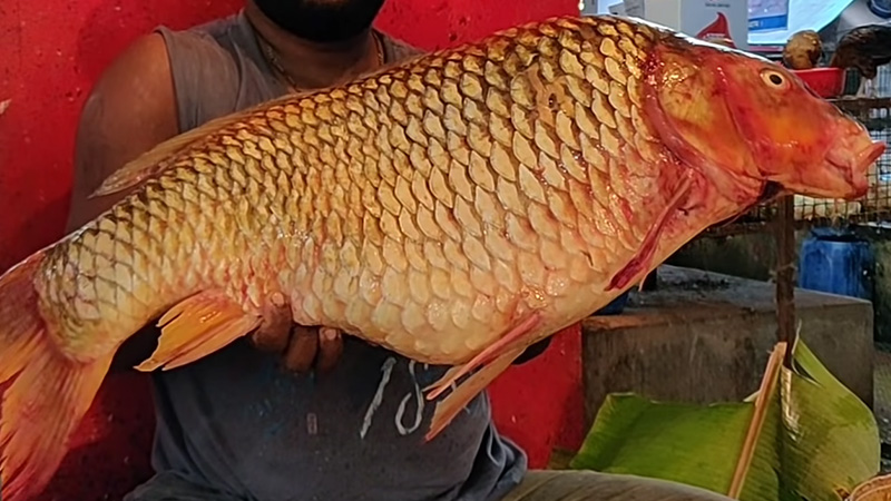 The Appearance Of The Common Carp