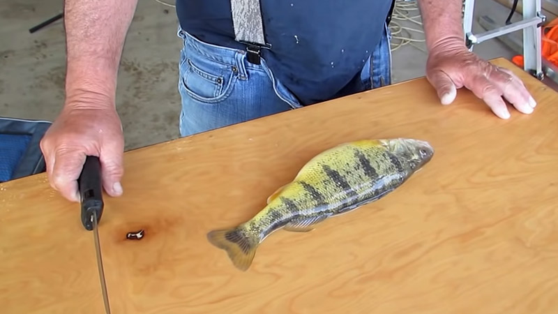 Eating Yellow Perch