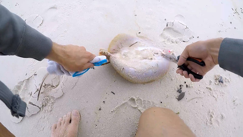 How To Remove A Fishing Hook From Stingrays