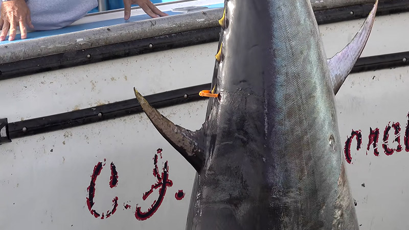 Nutritional Value Of Blackfin Tuna