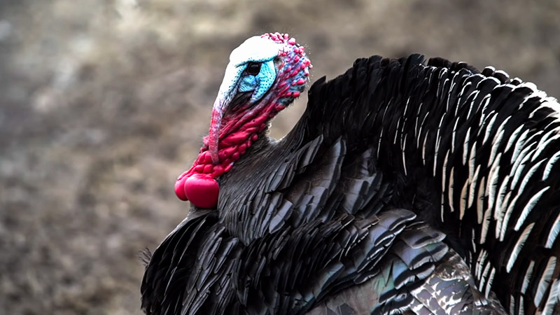 Safety Considerations When Hunting Wild Turkey 1