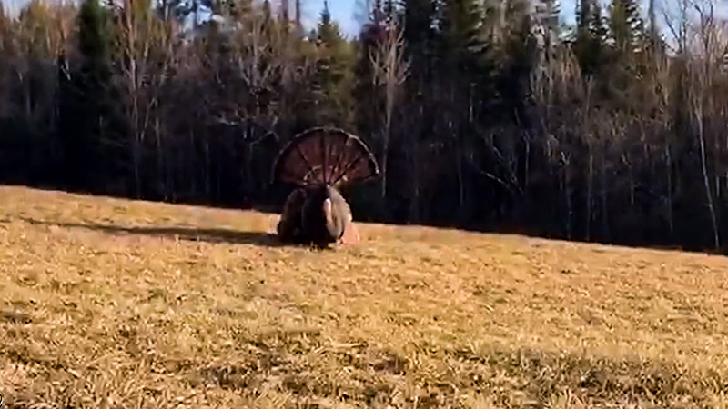 Safety Considerations When Hunting Wild Turkey