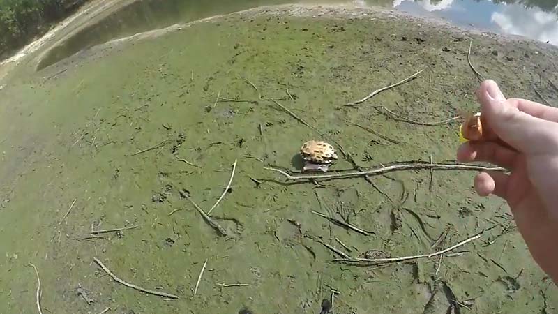 Catching A Turtle With A Fishing Pole