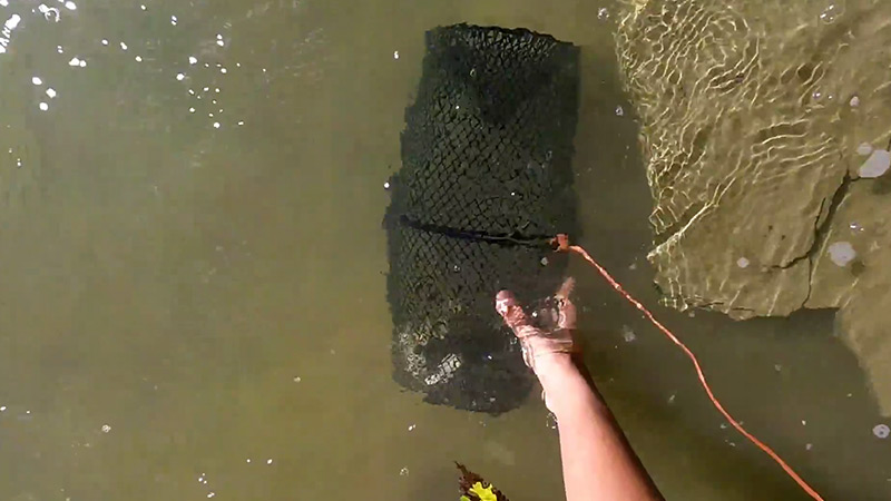 How to Attract and Catch Minnows Using A Fishing Trap