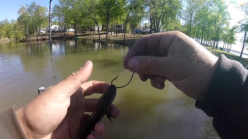 Tips For Fishing With Live Lizards For Giant Bass FIU