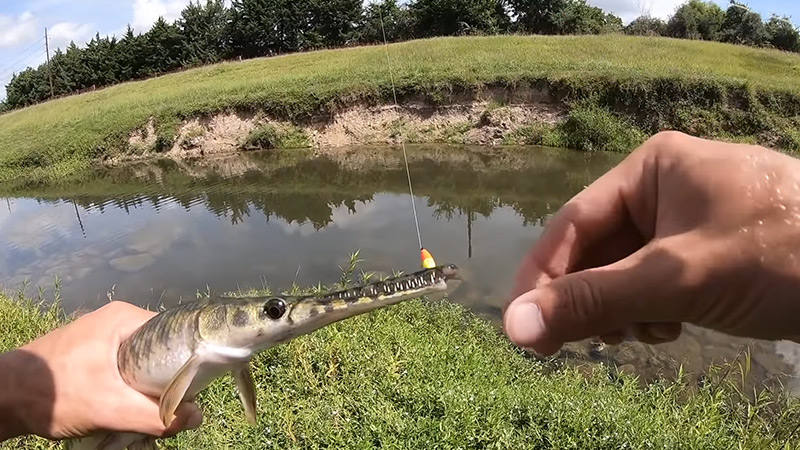 Tips For Spotted Gar Fishing