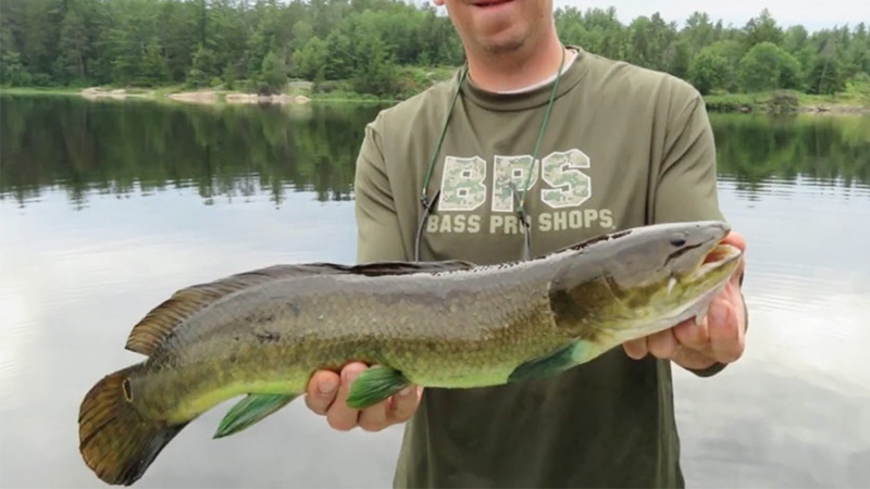 Can You Eat Bowfin Fish