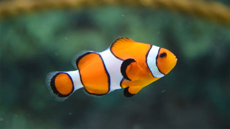 Can You Eat Clown Fish