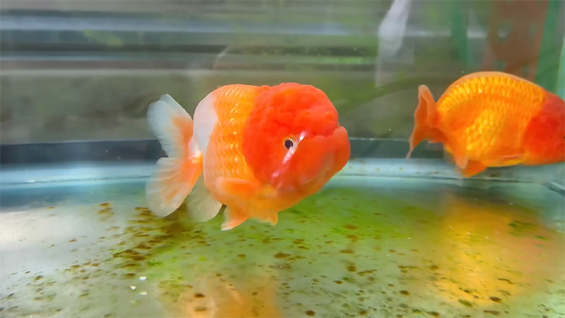 Can You Eat Goldfish