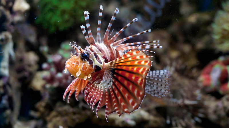 Can You Eat Lionfish?