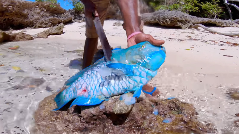 Can You Eat Parrot Fish?