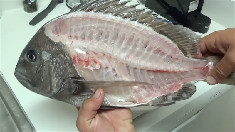 Can You Eat Sheepshead Fish?