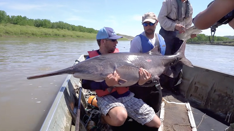 How Big Is A Paddlefish