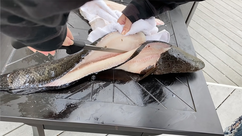 Preparing And Serving Snakehead Fish In Many Ways