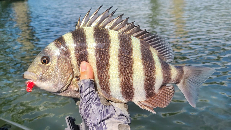 What Is The Best Time Of Year To Catch Sheepshead