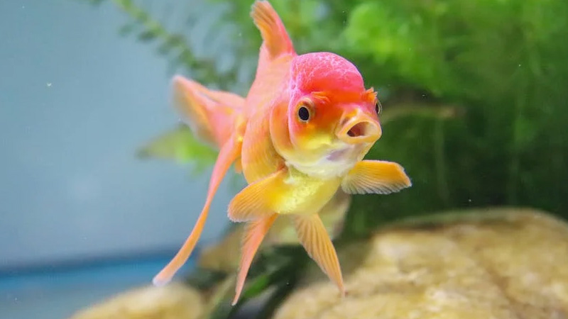 Why You May NOT Want To Eat Goldfish