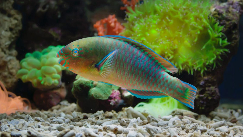 Why You Should Stop Eating Parrotfish